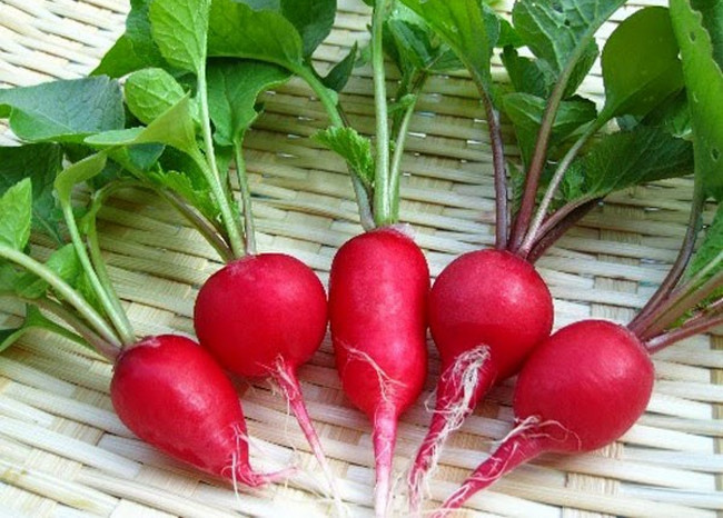 Củ cải đỏ - rau củ tốt cho gan