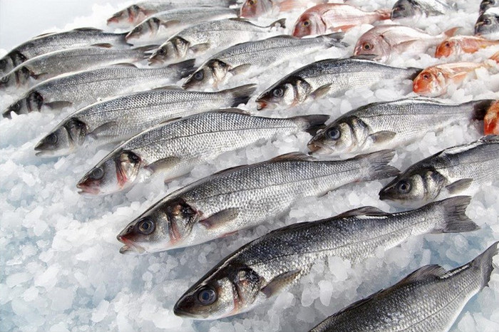 Cá béo - top thực phẩm giàu Protein